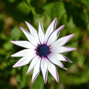 Anne